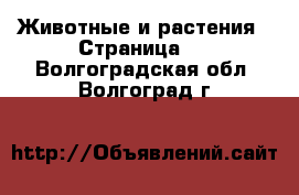  Животные и растения - Страница 3 . Волгоградская обл.,Волгоград г.